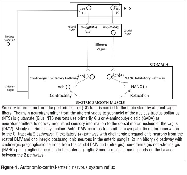 A Case of Treatment Refractory Hyperemesis Gravidarum in a Patient with  Comorbid Anxiety, Treated Successfully with Adjunctive Gabapentin: A Review  and the Potential Role of Neurogastroentereology in Understanding its  Pathogenesis and Treatment 