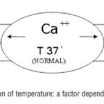 Thermoregulation and the Role of Calcium Signalling in Neurotransmission