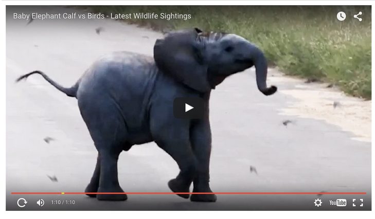 Baby_Elephant_Video
